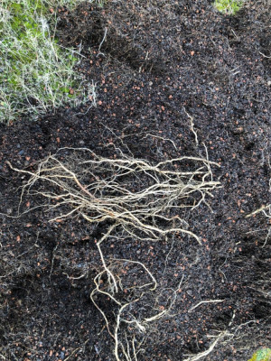 Foeniculum_vulgare_Bronze.jpeg