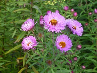 27.September_2008_014kl._Aster_novae-angliae_lilarosa.JPG