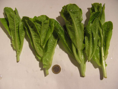salat_003_Desktop_Auflosung.jpg