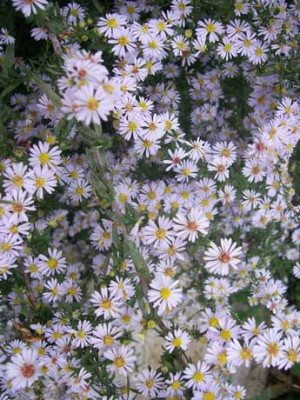 Aster-ericoides02_web.jpg