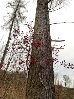 016030F5-E6AE-463A-AB25-0530C2E20C10.jpeg