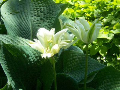 T.Spring-GreenHosta_web.jpg