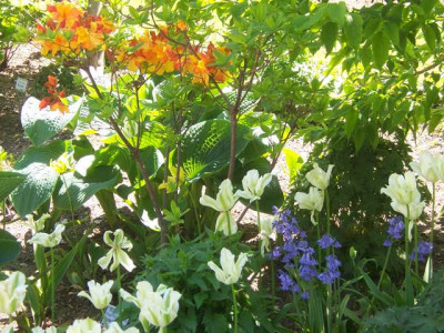 Spring-Green01_web.jpg