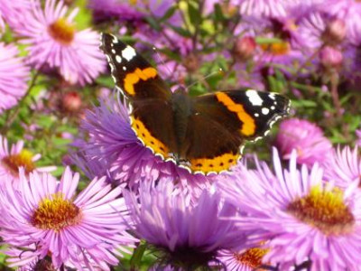 27.September_2008_017_kl._Schmetterling_auf_rosa_Raubbl._Aster.JPG