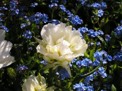 P1010033b.jpg