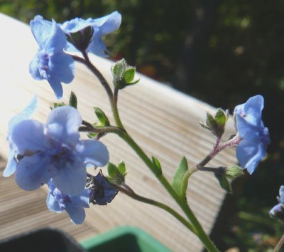 Anchusa_oder_was_fars_2008.jpg