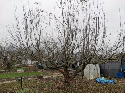 Apfel 62 Abbau vor.jpeg
