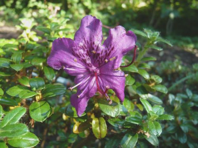 Rhododendron_saluenense_Herbstblute_fars_2008.jpg