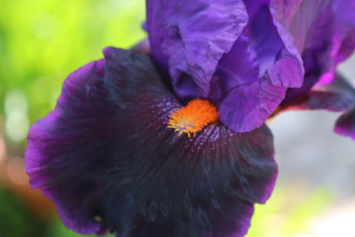 IrisdunkellilaorangeB6.JPG