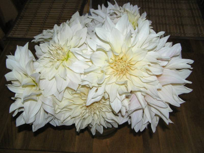 strauss2270908.jpg