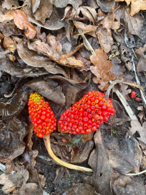 Arisaema consanguineum Samen Dezember 2024.jpg