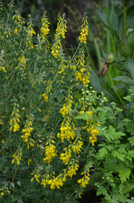 Cytisus_nigricans.20-2.jpg