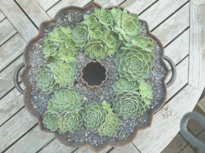 Sedum_sempervivoides_4_fars_2008.jpg