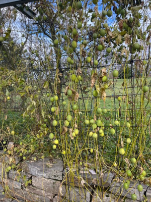 Groß (IMG_1802).jpeg