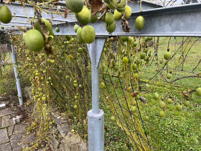 Groß (IMG_1804).jpeg