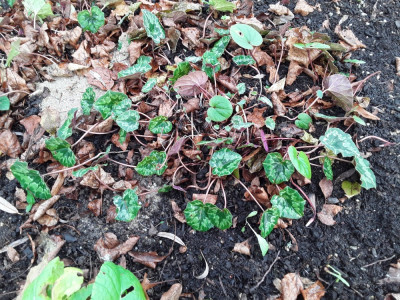 Coum/hederifolium