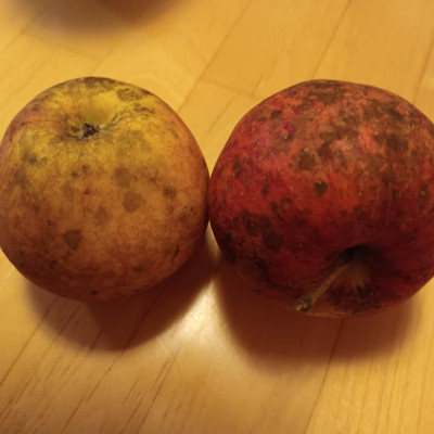 Äpfel mit Russfleckenkrankheit.jpg