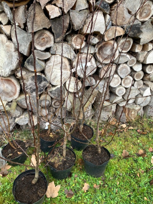 Malus Unf prunus alle als Container