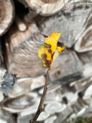 Blatt von red sentinel