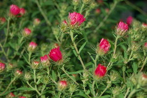 Aster28.jpg