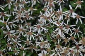 Aster_divaricatus28.jpg