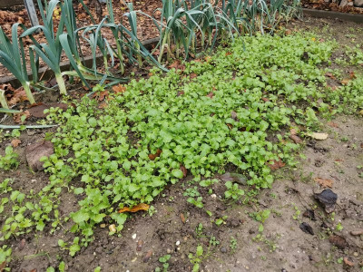Cima di rapa 20241207.jpeg