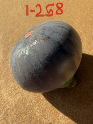 Italian-258