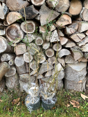 Links Genista, Rechts Cytisus