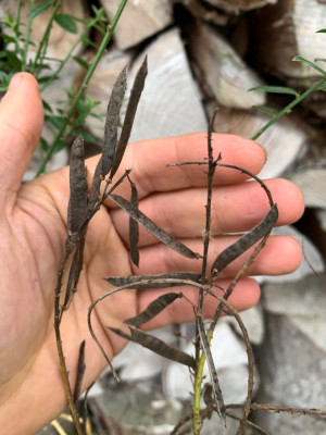 Cytisus nigricans Cyni