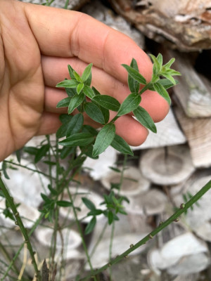 Genista tinctoria Royal Gold