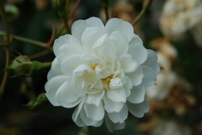 Guirlande_dAmour28.jpg