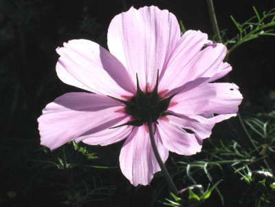 Cosmea_30.JPG