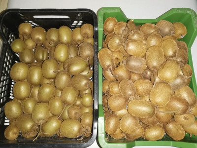 Kiwi Vergleich.jpeg