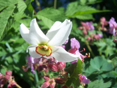 DichternarzGeranium_web.jpg