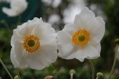 Anemone_Honorine_Jobert28.jpg
