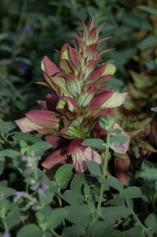 Acanthus_Summer_Beauty28.jpg