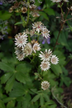 Astrantia_Roma28.jpg