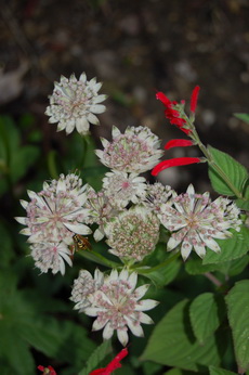 Astrantia_Shaggy12.jpg