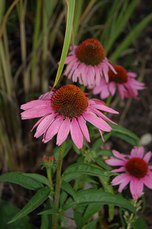 Echinacea28.jpg