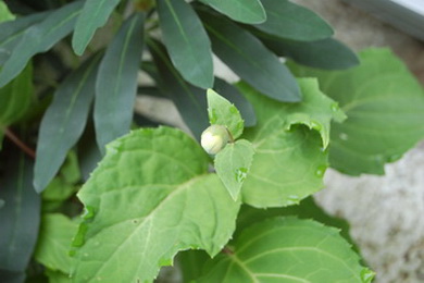 Kirengeshoma_palmata28.jpg