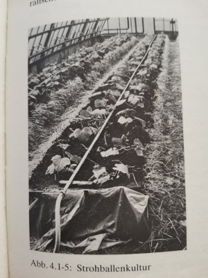 Strohballenkultur Gurke.jpeg