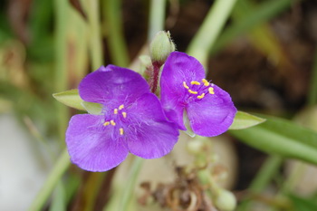 Tradescantia28.jpg