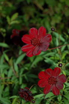 Schokoladenblume28.jpg