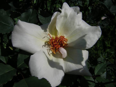 White_Wings2a.JPG