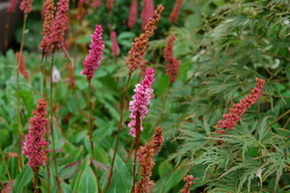 Polygonum_affine_Superbum28.jpg