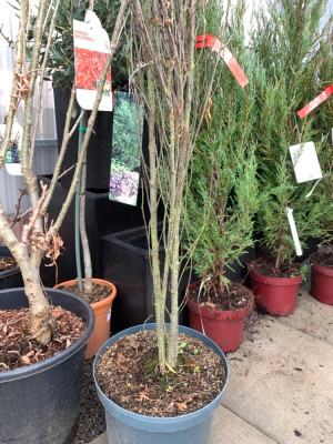 Sorbus Autumn Spire links neben R.F. Fine Line