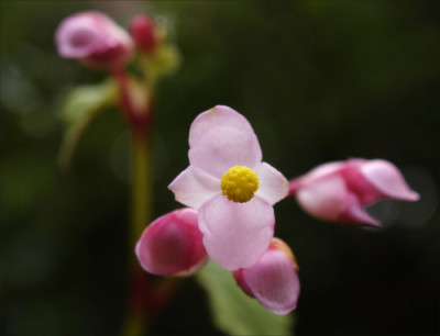 Begonia_grandis_ssp._evansiana.jpg
