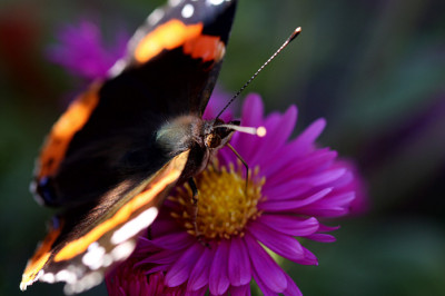 Tiere_Schmetterling290891.jpg