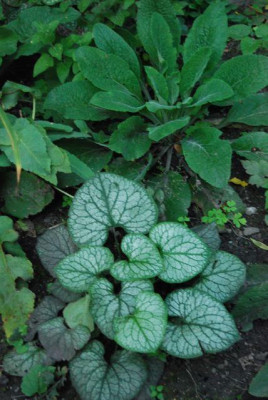 Brunnera_Mr._Morse.jpg