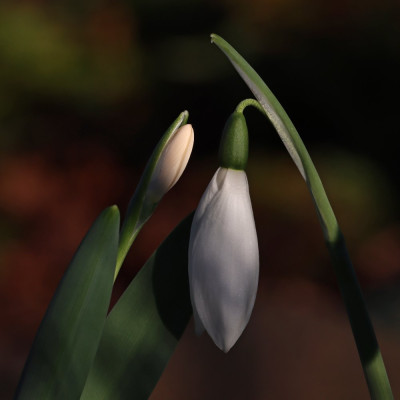 IMG_3806bestq.jpg
